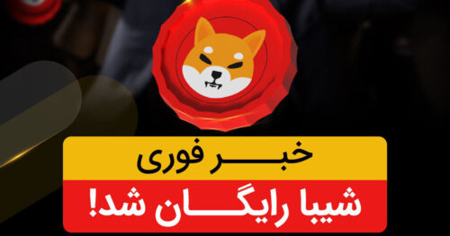 shiba