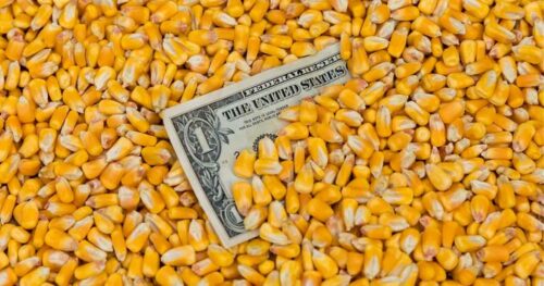the world price of corn FU